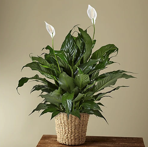 Peace lily Plant 6"