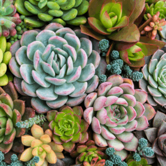 Sensitive Succulents