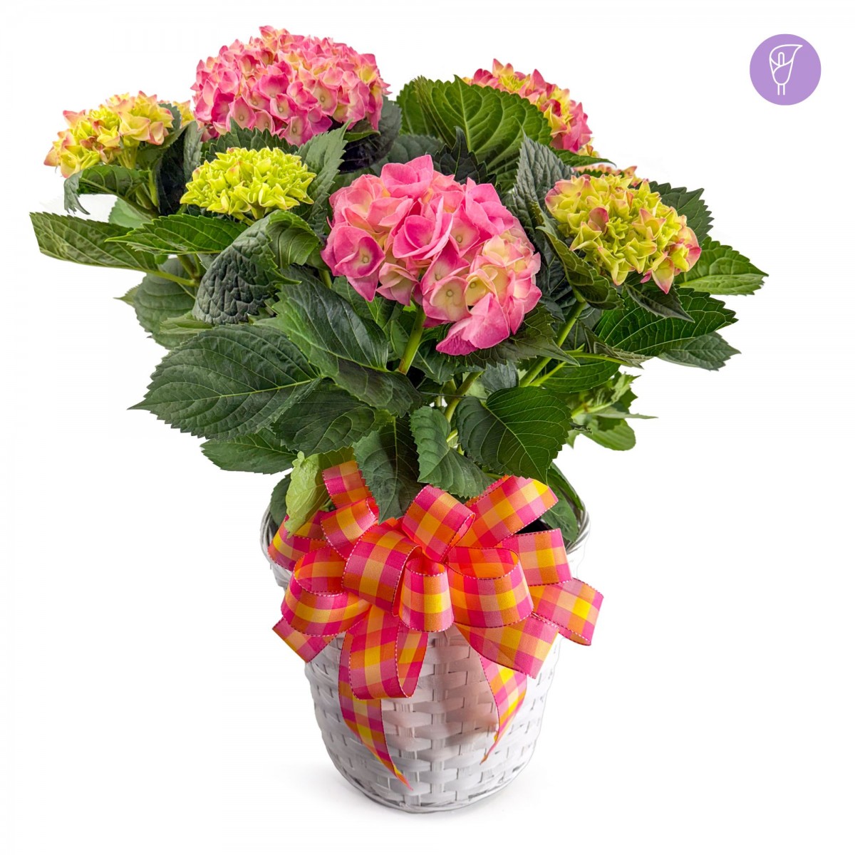 Hydrangea 10"