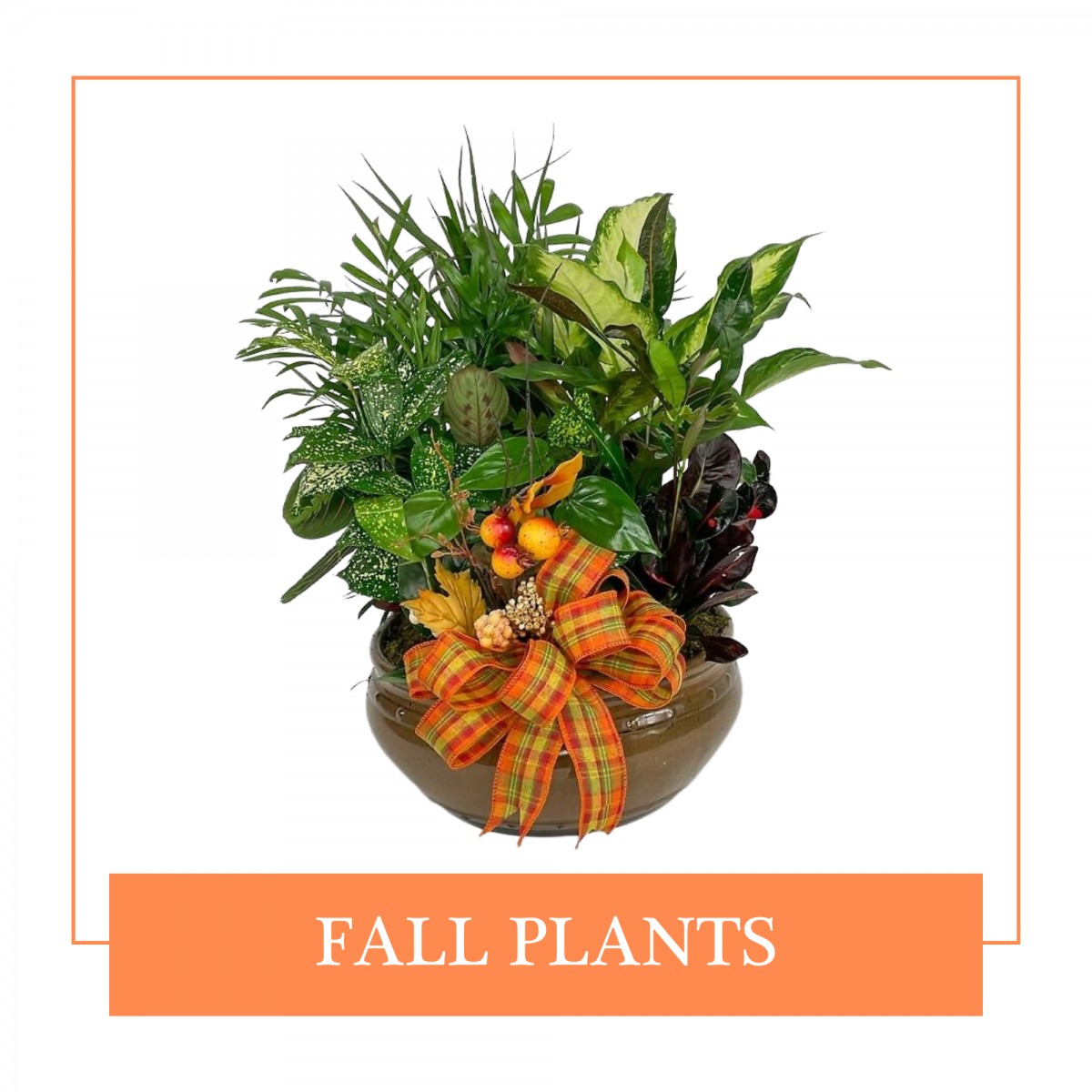 Fall Plants